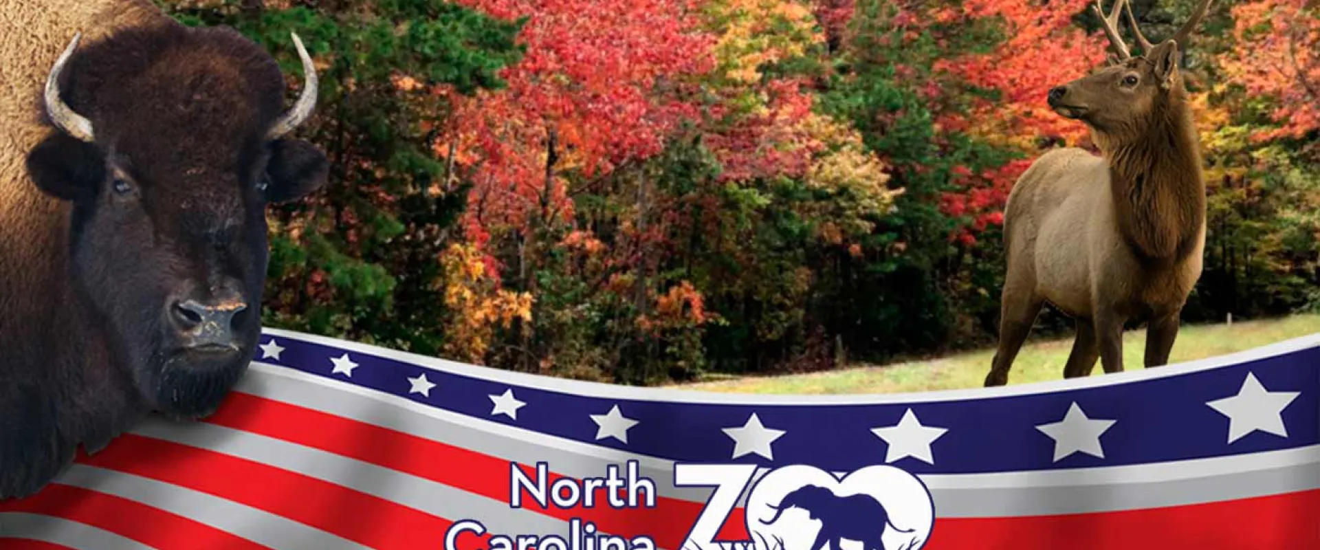 An American Bison, with shaggy brown fur faces the viewer displaying its short, curved horns in front of an American flag banner with the NC Zoo logothat flows along the bottom of the image. In the background, a majestic Elk stands looking off to the distance in front of a line of colorful Fall trees.