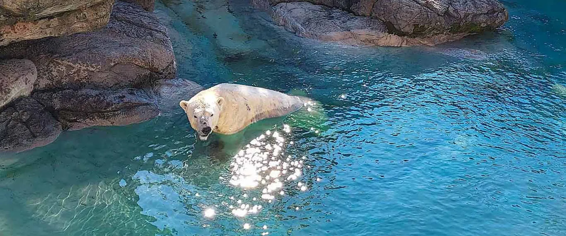 A Polar Bear swimming next to a rock wall in the bright, blue water of its pool.