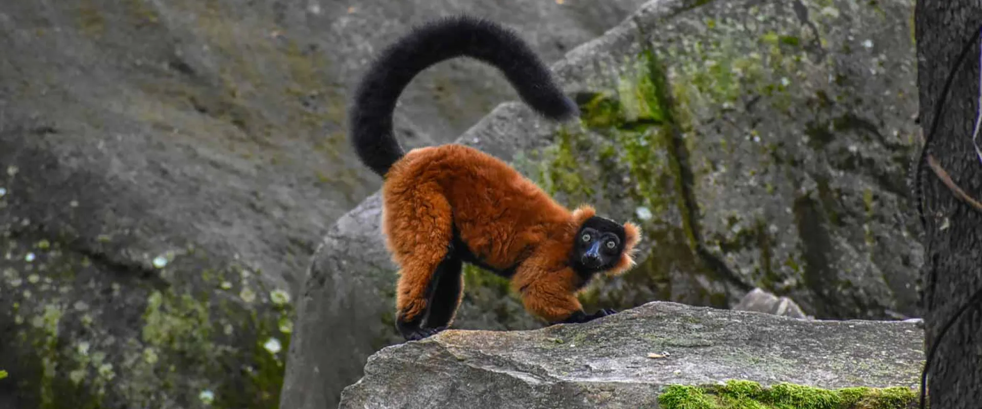 A red-ruffed lemur with its characteristic reddish-orange fur, black face, and bushy tail standing on a large rock with its tail curled in the air..