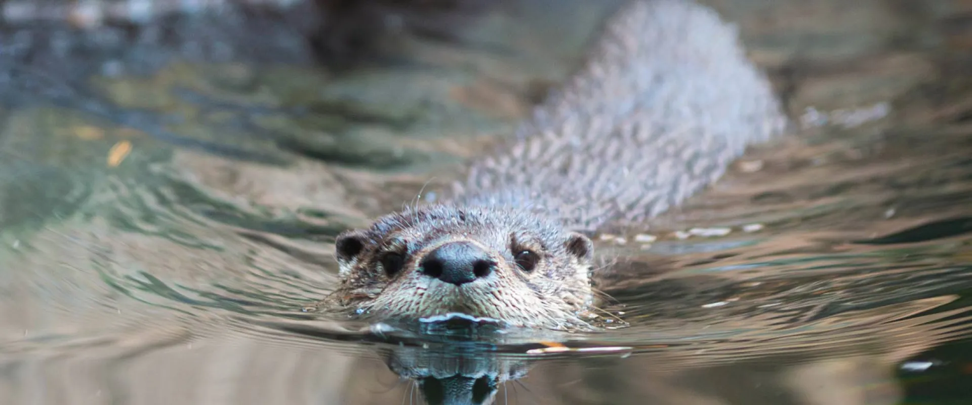 A North American River Otter swimming through dark water with its tiny, rounded ears, adorable cat-like nose, and long whiskers peeking out, turned towards the viewer.