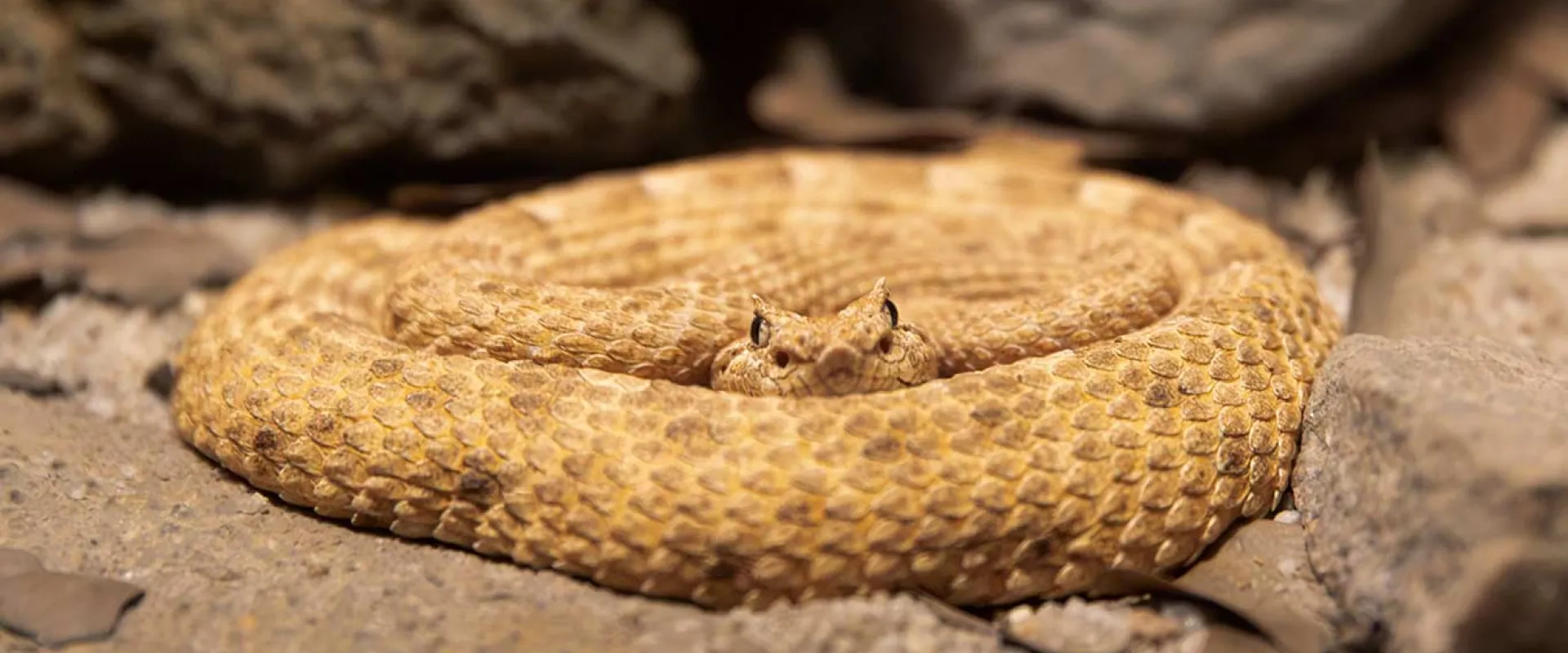 a light tan or yellowish-brown rattlesnake coiled tightly in a defensive or resting position on a patch of dusty, light-colored soil. The snake's head is resting in the center of the coils, facing directly toward the viewer, with its prominent scales and small eyes visible. The background consists of larger dark brown rocks and debris, suggesting a dry, rocky habitat.