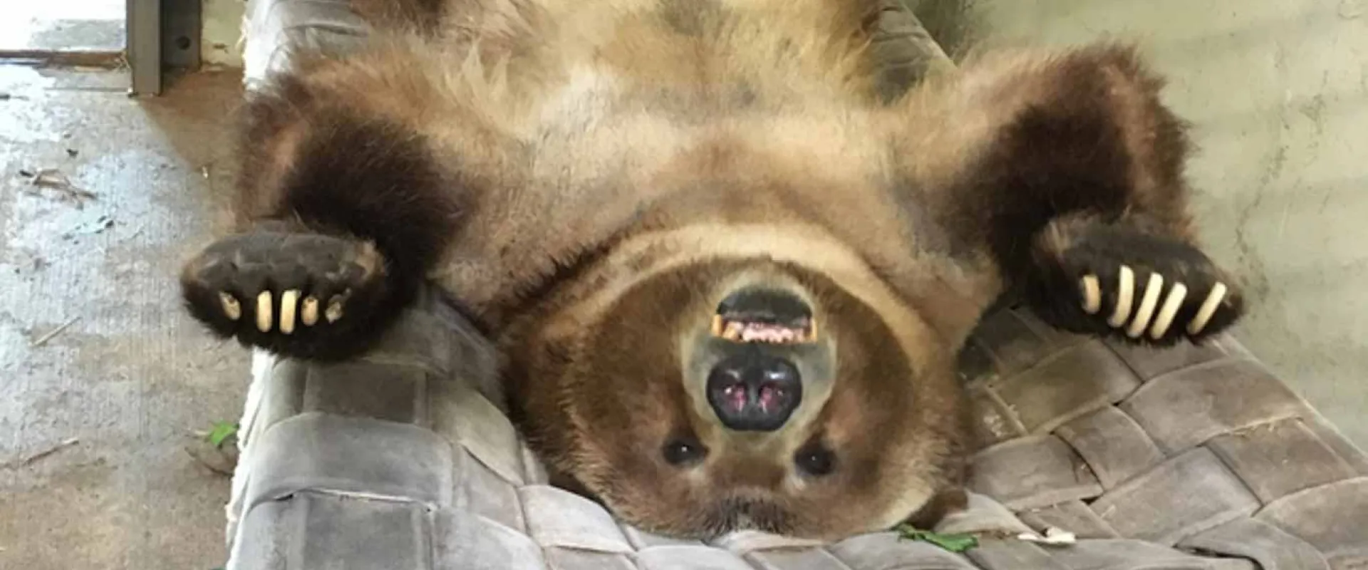 A large, brown grizzly bear laying on his back on a woven hammock with its paws splayed, showing off its soft, fuzzy belly.
