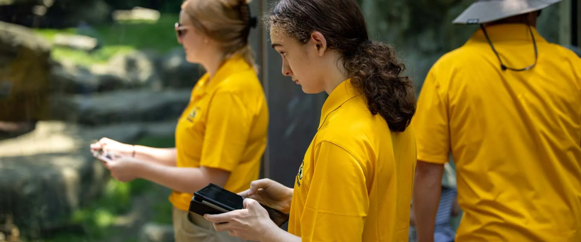 Three volunteers wearing yellow shirts, stand next to the tall glass of an animal enclosure holding small electronic tablets, seeming to take notes and collecting data on the animal inside.