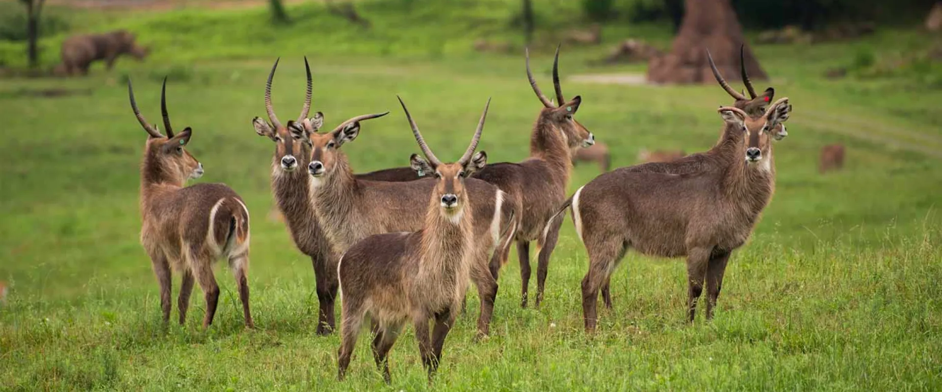 A herd of six waterbuck stand together in a huddle in the middle of a sprawling field. Large, brown termite mounds, trees and two rhinoceros are visible in the distance behind them.