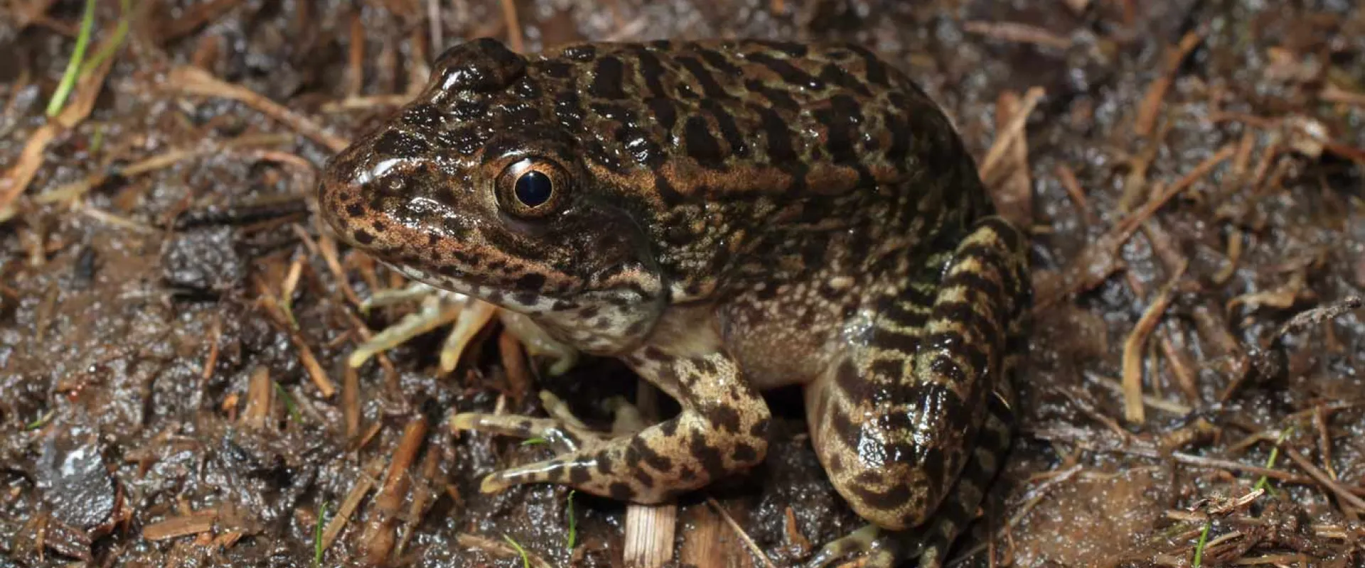 A mottled brown Gopher Frog sitting on brown, mossy ground that blends perfectly with its skin. Its wide, yellow eyes are looking upwards towards the viewer.