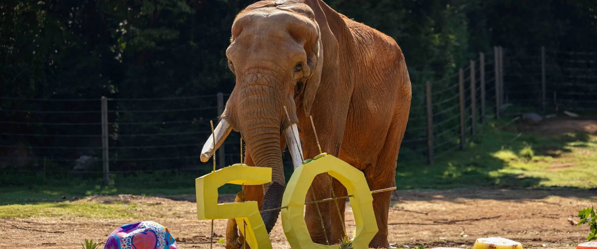 Elephant, C'sar stands in his sprawling habitat among his scattered 50th Birthday party enrichment items, including the numbers 5 and 0, juicy watermelons and pineapples, a "cake" substitute made of a variety of frozen fruits, and a large ball painted festively for the occasion and filled with treats.