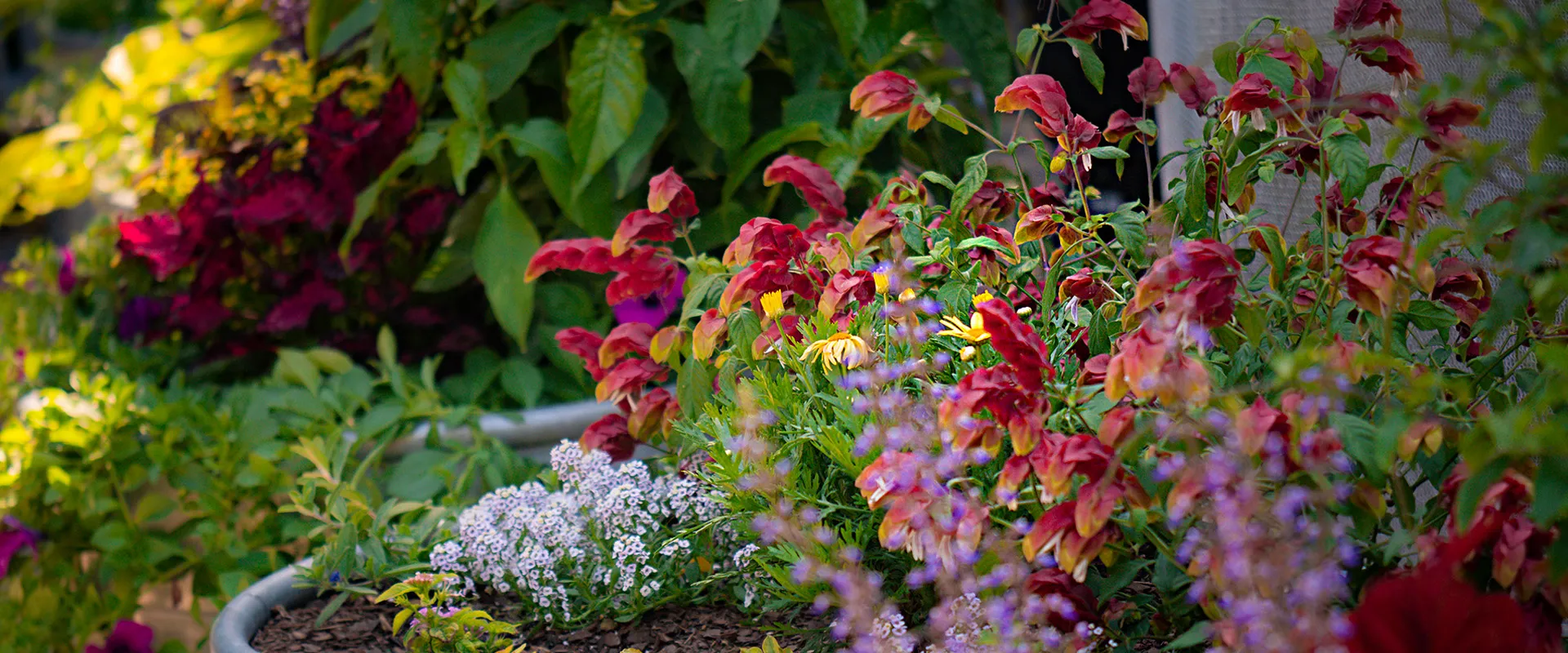 A collection of mixed plants, flowering with vibrant colors that attract pollinators