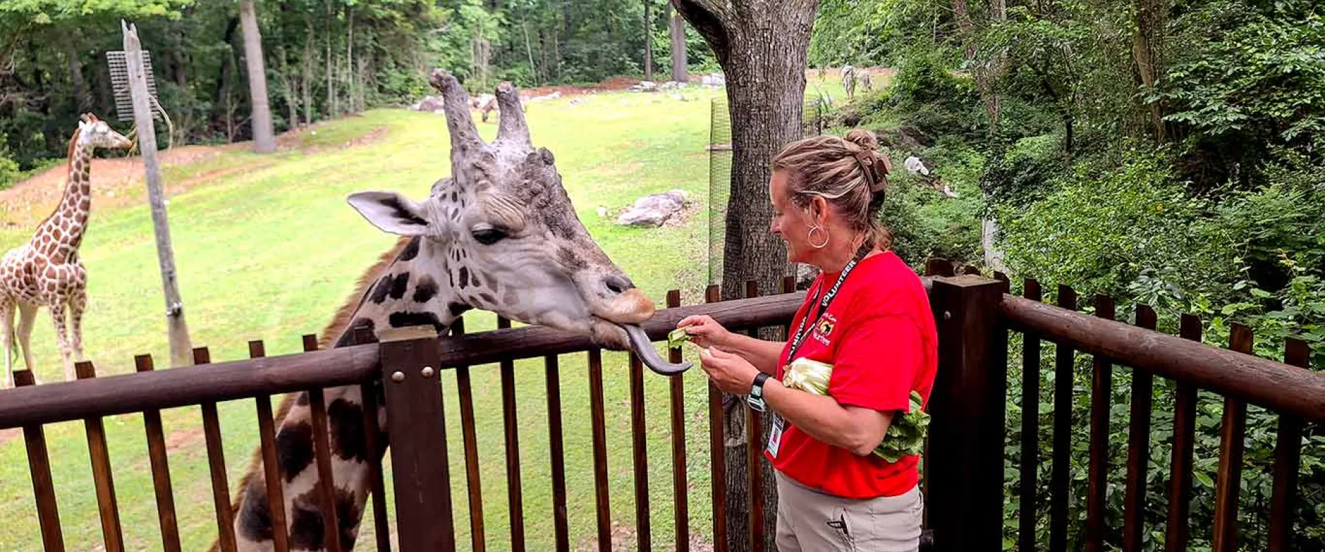 Zoo volunteer standing on the Zoo's giraffe deck to be face height and feeding a giraffe