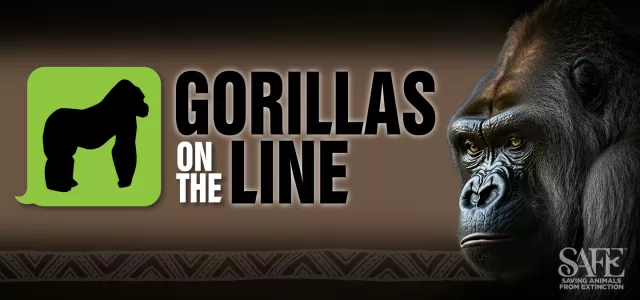 Gorillas-on-the-line