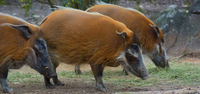 Three Red River Hogs standing diagonally in a row, showing off their rust colored fur, black faces and hooves and distinct fur-tufted ears. They are grazing in a grassy area.