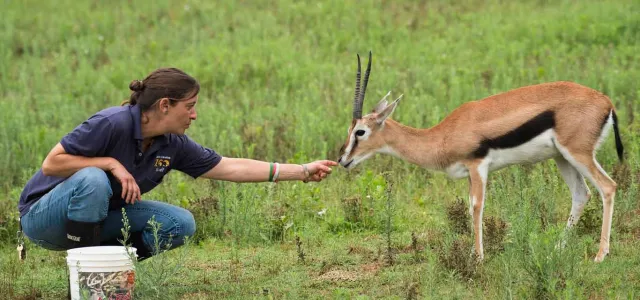 A person wearing a navy NC Zoo uniform squats down in a grassy field with a white gallon bucket. Their hand is outstretched holding what appears to be food to a small, deer-like animal with brown fur, short horns and a distinctive black stripe down its side.