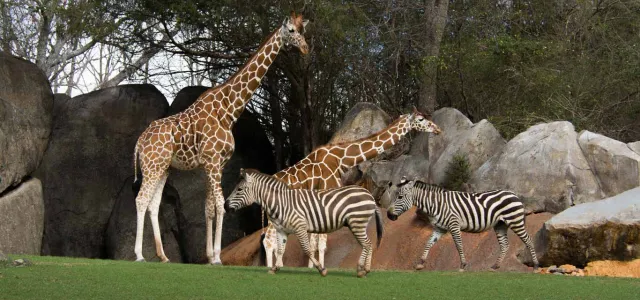 Two Giraffes with tan fur and a dark brown pattern, and two Zebras with their distinct black and white stripes, stand together in the middle of a large, open field with a wall of large boulders in the background.