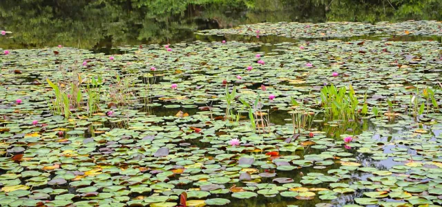 A lake with dark water, filled with water lilies and pickeral weed.