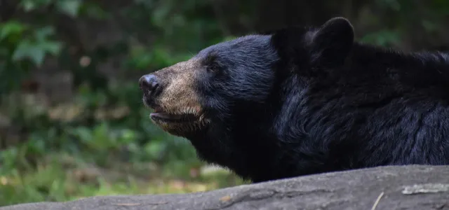 A Black Bear with her tongue sticking out, looking to the left in what appears to be a forest, given the trees in the background.