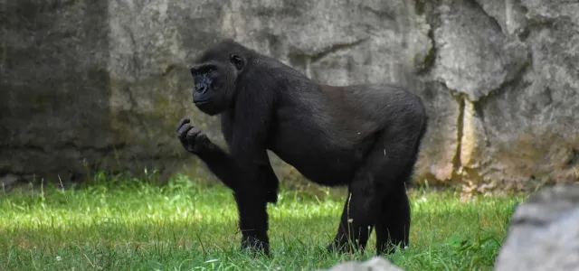 A Western Lowland Gorilla stands on all fours (knuckle-walking) in a grassy outdoor enclosure. The gorilla has black fur and is looking to its left with one hand held slightly up near its mouth. The background is a large, textured grey rock wall.