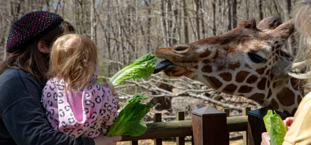 A woman holding a small child in her arms that is holding a leaf of lettuce out over a wooden deck railing. On the opposite side, a Giraffe stretches its long neck over and sticks its tongue out to get the leaf.