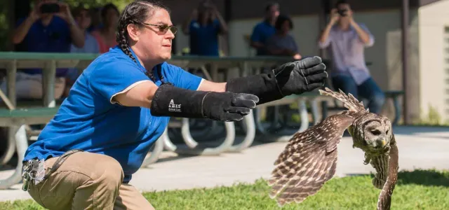 A woman with long braids wearing a blue NC Zoo uniform and elbow length bird handling gloves kneels on the grass near a picnic shelter as she releases a small brown Barred Owl into the air.