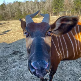 Here's a Bongo Boop to get you through the week✨
Eastern Bongos are nearly threatened. They are the largest species of forest antelope, and it is rare to see them in the wild, even for the conservationists who study them.