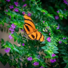 Butterflies are BACK! 🦋 The Kaleidoscope Butterfly Garden located in Junction Plaza is now open for the season. This fan-favorite attraction is weather-dependent, and you can purchase a ticket for $3 at Junction Plaza. Flutter on by! 🌞