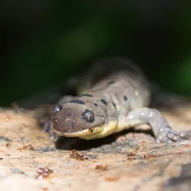 Coming to the Zoo this Saturday? Make sure you stop by Kid Zone for Salamander Saturday!🦎 From 10 am - 2 pm, kids can participate in a range of activities and meet our salamander ambassador animals! 👀
A little rainy weather only helps create the perfect environment for our salamander friends! Come enjoy the rain with the salamanders🌧️
This event is included with Zoo admission.
