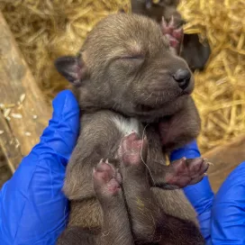 We are elated to share that 4 critically endangered red wolf puppies have been born here at the North Carolina Zoo! 😍 They were born on March 31 and are a part of the Zoo’s red wolf breeding program, which houses around 30 wolves. The pups, two boys and two girls, will remain behind the scenes with mom, Roan, and dad, Marsh. This is Roan and Marsh’s second litter together.
At the North Carolina Zoo, we have one of the country's largest red wolf breed programs, a massive conservation effort to save this species from the brink of extinction. 🐺