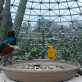 POV: Lunch with the birds at Desert 🌵