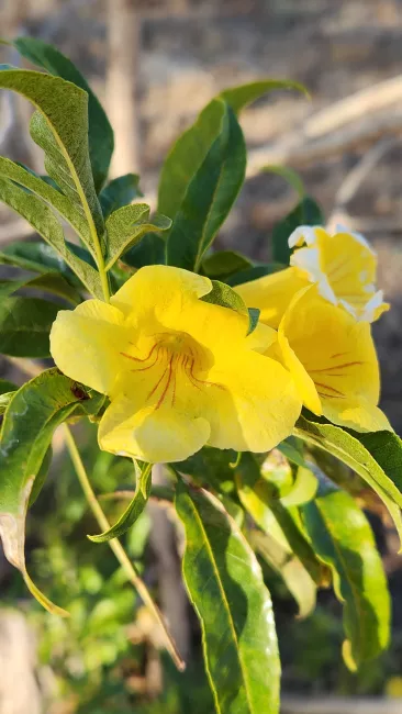 Arizona Yellowbells 