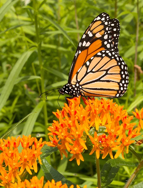 Orange Milkweed with a Monarch Butterfly