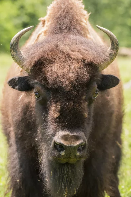 An American bison standing in the sun.