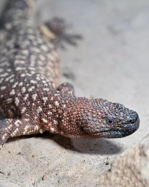 Mexican beaded lizard crawling on a rocky surface.