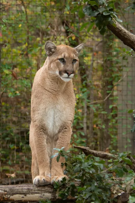 Cougar perched on a branch.