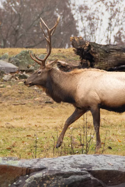 A male elk with antlers, walking across the prairie.