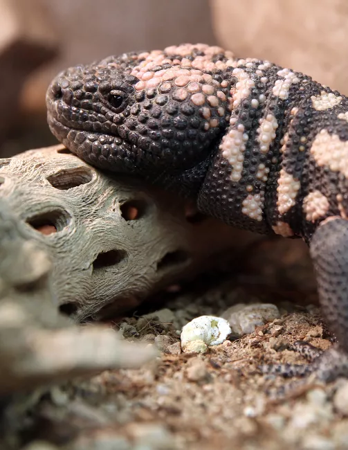 A gila monster resting its head on a branch of dried cholla.