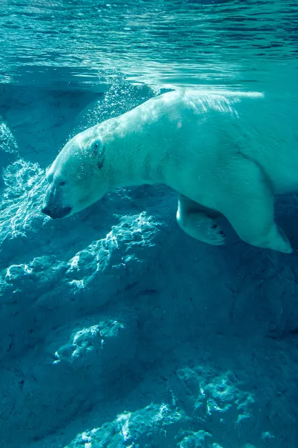 A polar bear swimming past the underwater viewing area of its pool.