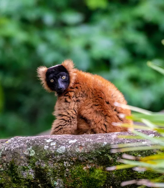 A red-ruffed lemur sitting on a rock.