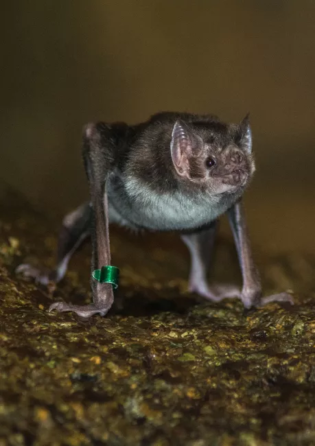 A vampire bat walking on all fours.