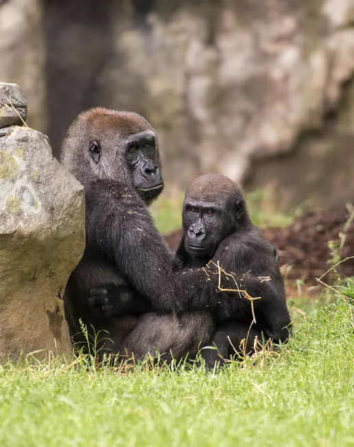 Two lowland gorillas sitting close together.