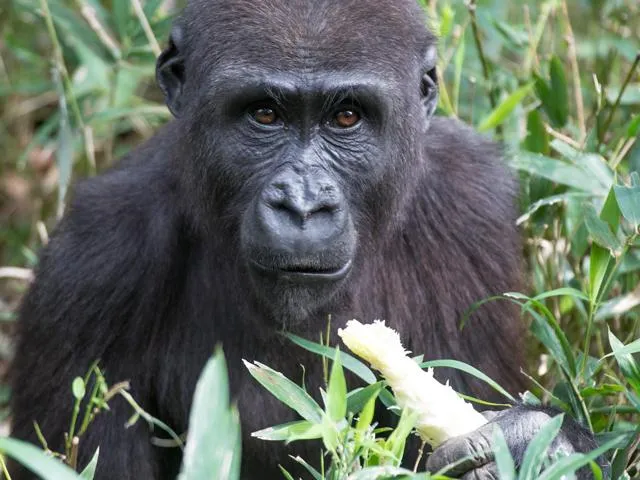 Young Western lowland gorilla