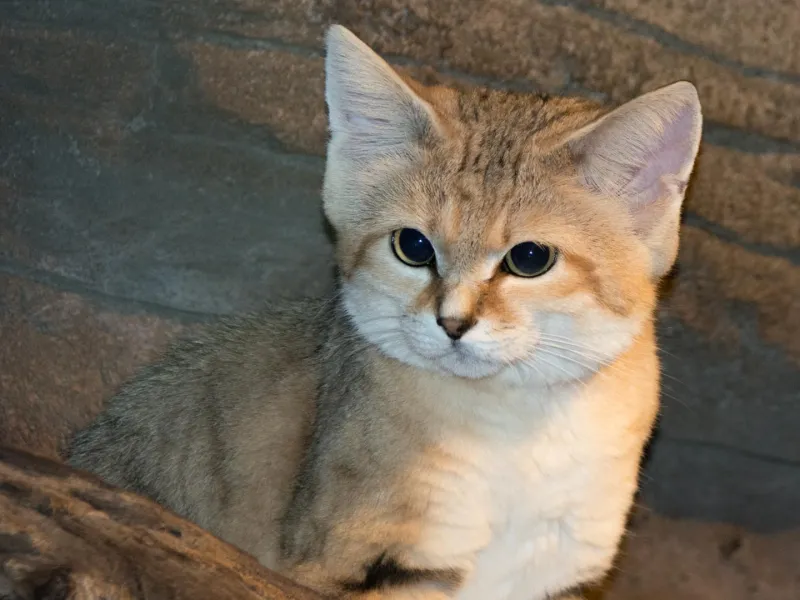 Sand cat face