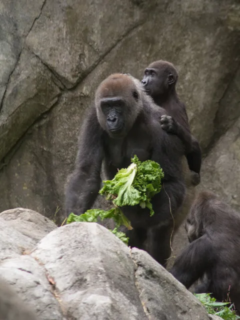 Gorilla Olympia carrying lettuce with her son on her back