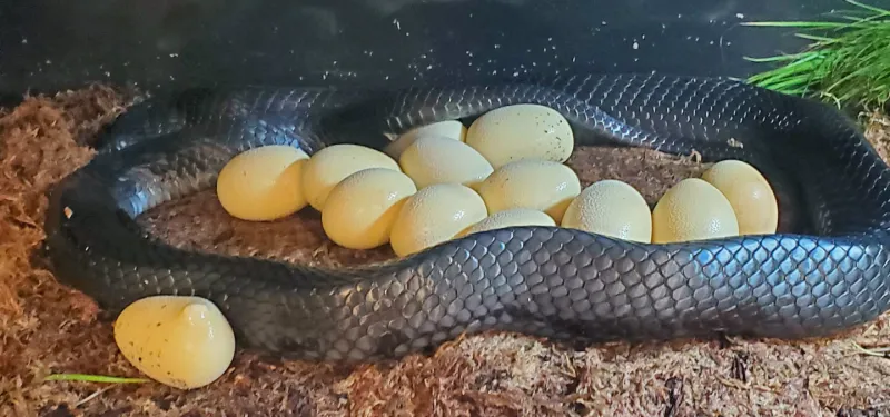2020 Eastern indigo snake eggs