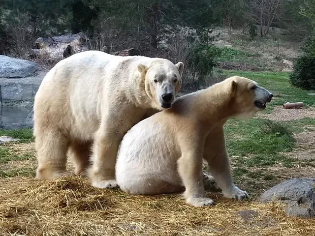 Polar Bear Anana and Nikita Breeding Behavior