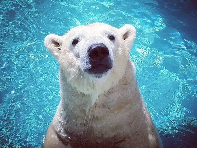 Polar Bear Nikita's Face