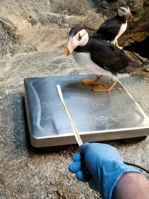 Seabird puffin scale training