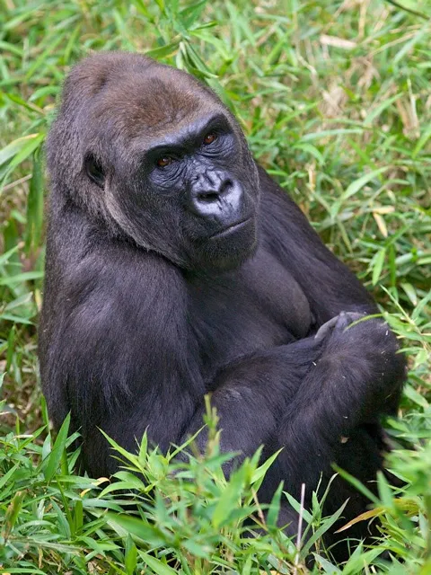 Gorilla Jamani