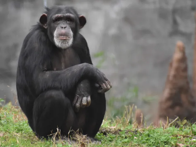 Chimp Nori on habitat