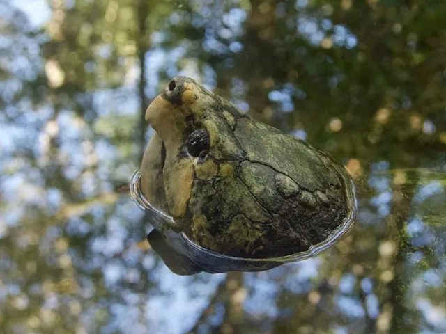 Alligator snapping turtle above water