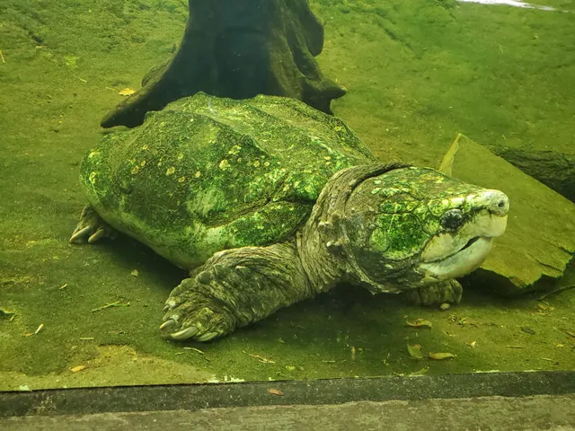 Alligator snapping turtle full body