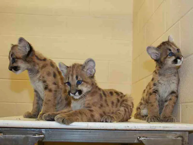 Three cougar kittens