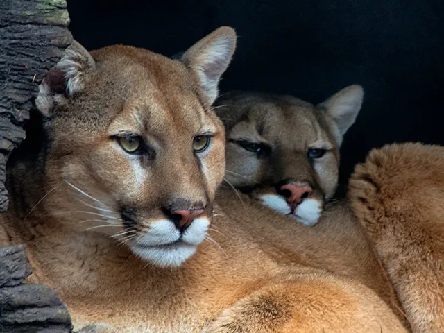 Two adult cougars